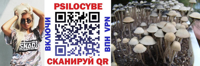 купить  сайты  площадка какой сайт  Псилоцибиновые грибы Psilocybe  Хадыженск 